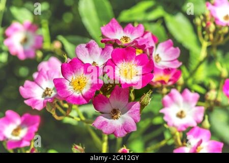 Un frammento di una vernice occhio di rosone. I fiori in fiore di un colore mostrano il loro centro, in cui è visibile uno spettro di colori contrastanti. Foto Stock