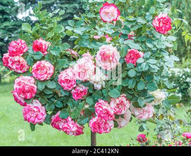 Hybrid Tea Rose "Double Delight" - la regina tra rose bicolore. Il centro del fiore è bianco cremoso con un bordo rosso lampone intorno all'edg Foto Stock