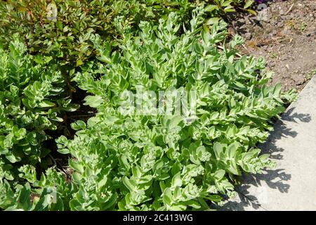 Impianti di ghiaccio (Sedum spectable) Foto Stock