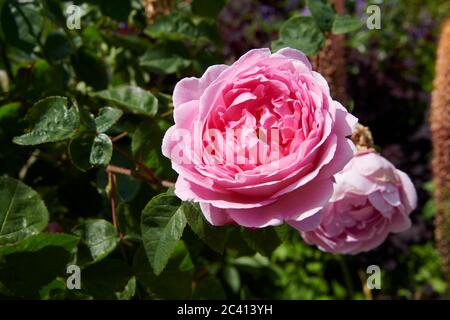 Rosa (Rosa) Spry di Costanza. East Yorkshire, Regno Unito, GB. Foto Stock