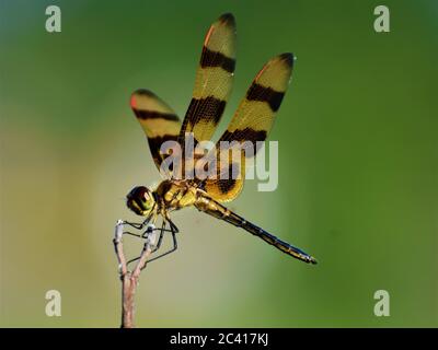 libellula appesa ad un dente di leone Foto Stock