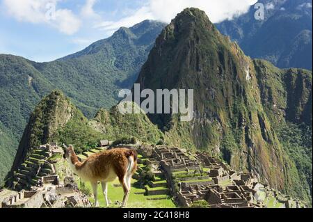 Llama di fronte al Santuario storico di Machu Picchu, giorno di sole, Cuzco, Valle Sacra, Perù Foto Stock