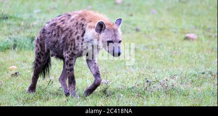 Una hyena cammina nella savana alla ricerca di cibo Foto Stock
