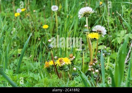 Fiori selvatici e le erbe aromatiche, il tarassaco tra l'erba verde nel campo Foto Stock