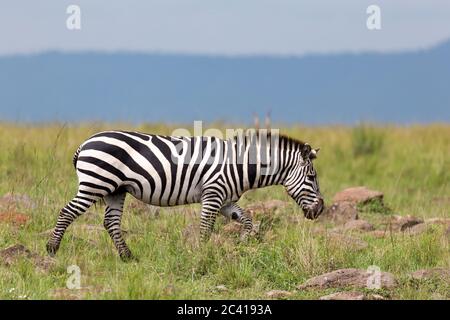 La famiglia Zebra pascola nella savana in prossimità di altri animali Foto Stock