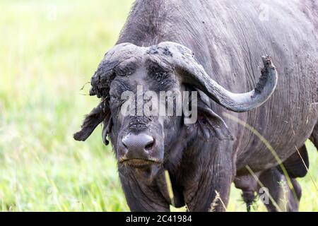 Alcuni grandi bufali sono in piedi in erba e pascolo nella savana del Kenya Foto Stock