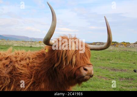 Highland scozzesi del bestiame in un prato Foto Stock