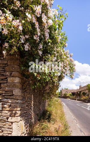 Clematis fiorente su un vecchio muro di pietra all'inizio dell'estate nel villaggio di Cotswold di Barnsley, Gloucestershire UK Foto Stock