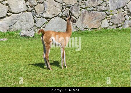 Giovane Llama di fronte al Santuario storico di Machu Picchu, giorno di sole, Cuzco, Valle Sacra, Perù Foto Stock