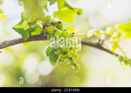 verde ribes rosso non maturo (vista ravvicinata) che cresce su cespuglio Foto Stock