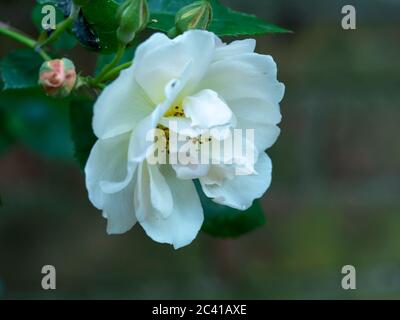 Primo piano di una bella rosa di arrampicata con petali bianchi puri Foto Stock