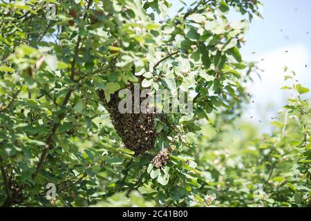 Sciamatura le api sulla struttura ad albero Foto Stock