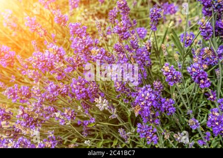 Primo piano cespugli di fiori aromatici viola lavanda al campo di lavanda. Primo piano di fiori di lavanda in una giornata estiva in giardino Foto Stock