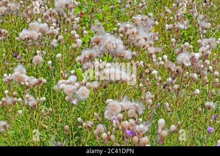 Dissolvenza del dolo di graffio, arvense di cirsium, formazione di semi Foto Stock