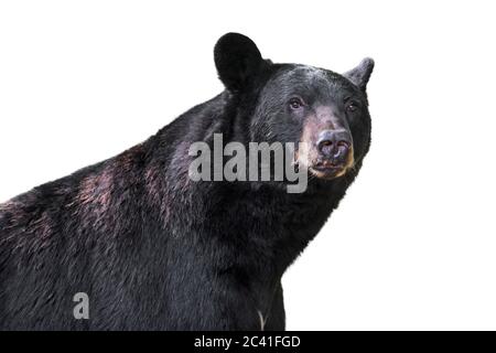Orso nero americano (Ursus americanus) ritratto in primo piano su sfondo bianco Foto Stock