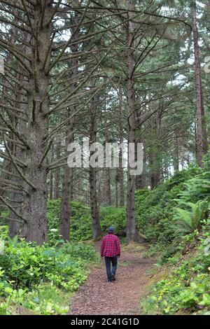 Un uomo in flanella rossa che fa escursioni da solo attraverso una foresta presso lo Shore Acres state Park a Coos Bay, Oregon, USA. Foto Stock