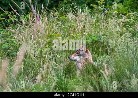 Lupo grigio europeo / lupo grigio selvatico (Canis lupus) nascosto in erba alta caccia in prateria / prato al bordo della foresta Foto Stock