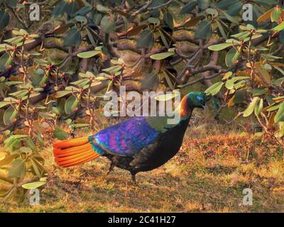 Il genere Lophophophorus è un uccello della famiglia dei Phasianidae Foto Stock