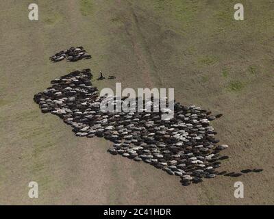 Vista aerea sul gregge di pecore nella steppa fiorita selvaggia. Tarutino steppa, Odessa oblast, Ucraina, Europa dell'Est Foto Stock