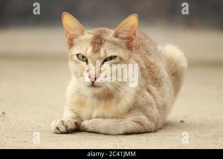 Un gatto domestico bianco che guarda i suoi occhi carino. Foto Stock