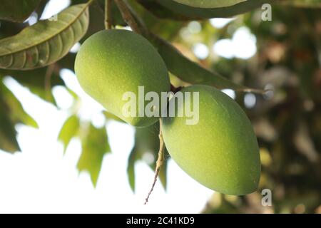 Mango verde nell'albero. Foto Stock