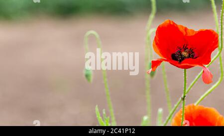 Rosso fiore comune papavero, i suoi seepals con le macchie nere alla loro base e il suo gynoecium o pistil con uno sfondo marrone sfocato, Limburgo del Sud, la rete Foto Stock