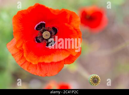 Primo piano di un papavero comune con i suoi petali rossi vivaci, i suoi setti con macchie nere alla base e il suo gynoecium o pistil con uno sfondo sfocato Foto Stock