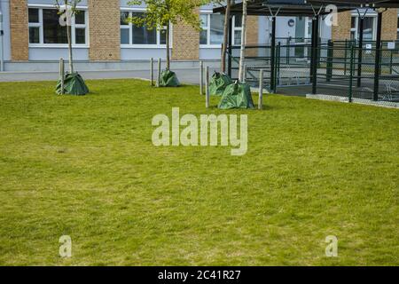 View of new plant young trees with protective bag for water and fertilizer. Gardening concept. Foto Stock