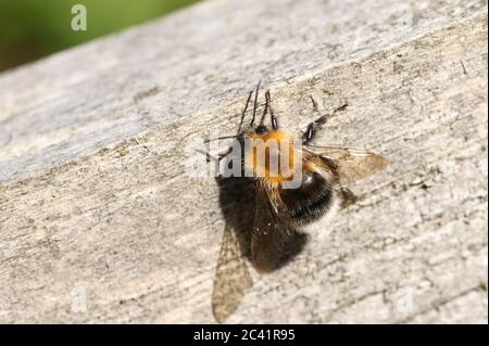 Un bel Bumblebee, Bombus, poggiato su un palo di recinzione in legno. Foto Stock