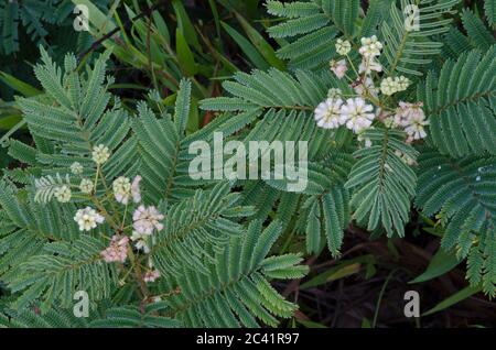 Prairie Acacia, angustissima Acacia Foto Stock