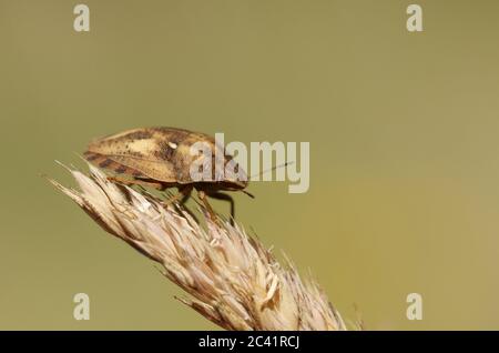 Un Tortoise Bug, Eurygaster testudinaria, in piedi su una testa di seme d'erba in un prato. Foto Stock