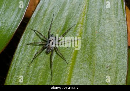 Thinlegged Wolf Spider, Pardosa sp., maschio Foto Stock