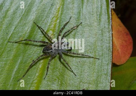 Thinlegged Wolf Spider, Pardosa sp., maschio Foto Stock