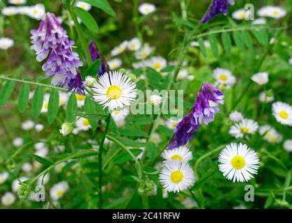 La vacca vacca (vetch tufted, vetch cow, vetch bird, blue vetch, boreal vetch) è una specie di vetch originaria dell'Europa Foto Stock