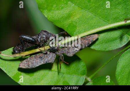 Bugs a foglia, calcaratore Piezogaster Foto Stock