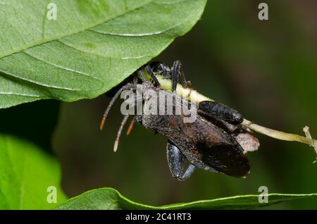 Bug a foglia, calcaratore Piezogaster Foto Stock