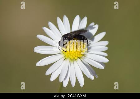 Hylaeus communis (Common Yellow-Face Bee), api in gesso famiglia, api in poliestere (Colletidae). Fiore di comune margherita Bellis perennis, Foto Stock