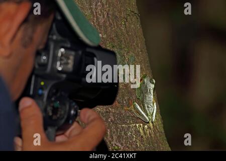 Rana di albero dagli occhi rossi (Agalychnis callidyas) adulto aggrappato al tronco di albero mentre è stato fotografato Pico Bonito, Honduras febbraio 2016 Foto Stock