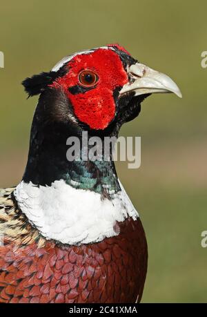 Phasant (Phasianus colchicus) primo piano della testa maschile adulti Eccles-on-Sea, Norfolk, UK aprile Foto Stock