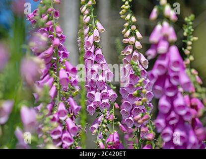 Guanto di vollore rosso fiorito, Digitalis purea, nella foresta Foto Stock