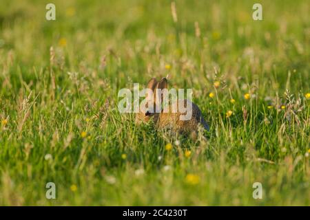 Coniglio giovane selvatico (Oryctolagus cuniculus) che pascolano in un prato erboso Foto Stock