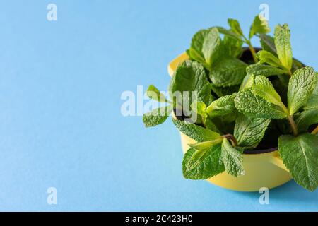 Foglie di menta verde fresco in una ciotola gialla su sfondo blu Foto Stock