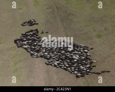 Tarutino Steppe, Odessa Oblast, Ucraina, Europa dell'Est. 26 Marzo 2019. Vista aerea sul gregge di pecore nella steppa fiorita selvaggia. Tarutino steppa, Odessa oblast, Ucraina, Europa dell'Est Credit: Andrey Nekrasov/ZUMA Wire/Alamy Live News Foto Stock