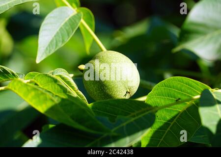 Noce persiano, noce inglese, noce carpatica, noce di Madera, noce comune, Echte Walnuss, Nussbaum, Juglans regia, közönséges dió Foto Stock