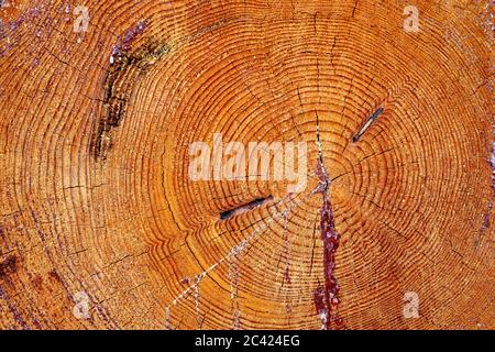 Legno tagliato da poco da vicino. Struttura di anelli annuali in una superficie di legno. Foto Stock