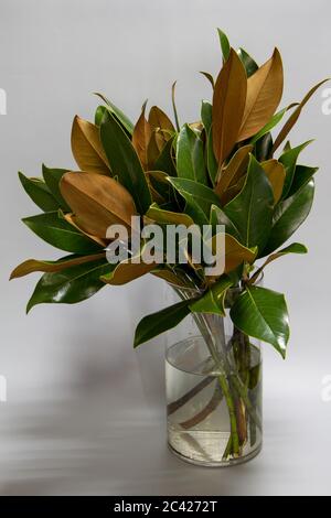 Bouquet di foglie di magnolia fresche verdi e marroni in bottiglia di vetro su sfondo grigio, fuoco selettivo Foto Stock