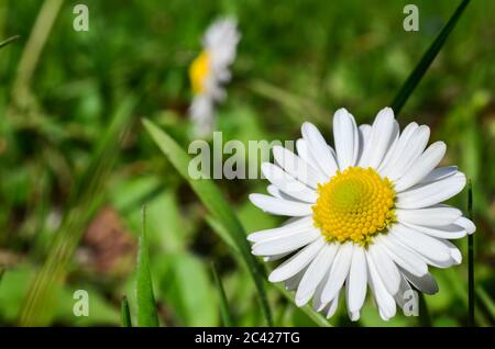 Piccolo fiore margherita o perennis Bellis contro sfondo naturale verde sfocato, primo piano Foto Stock