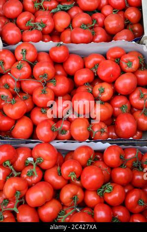 Cumulo di pomodori sul mercato all'ingrosso, imballati in scatole di cartone e pronti per essere venduti Foto Stock