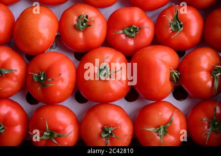 Pomodori freschi sul mercato, allineati in cassa di cartone, pronti per la vendita Foto Stock