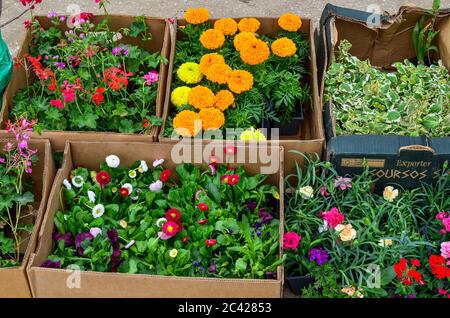 Piantine di vari tipi di fiori disposti in cassette di cartone, in attesa di vendita sul mercato all'ingrosso Foto Stock